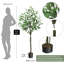 152cm Plant