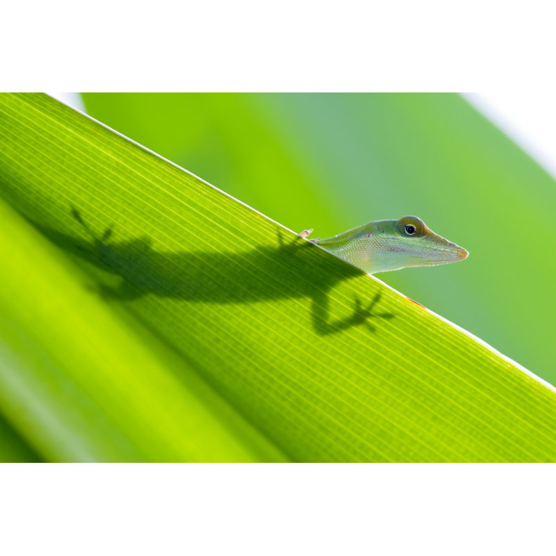 Silhouette de lézard par Dstéphens, H 12 po x l 18 po
