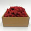 Preserved Moss Plant-317926756