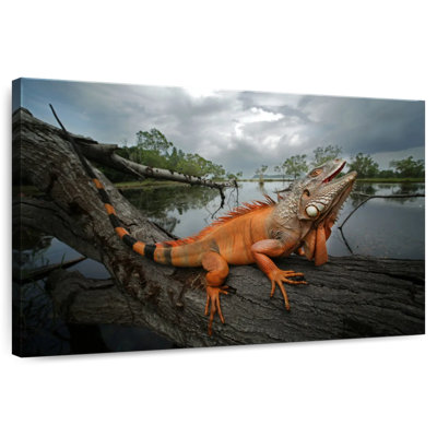 Brampt Orange Iguana