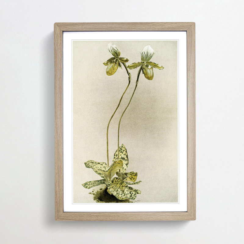 Magnolia Flowers Illustration Tab. 23 by Frederick Sander - Picture Frame Painting Print, 91cm H x 60cm W x 2cm D, Oak