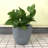 Karola Pot Planter-1210281156-1210281157