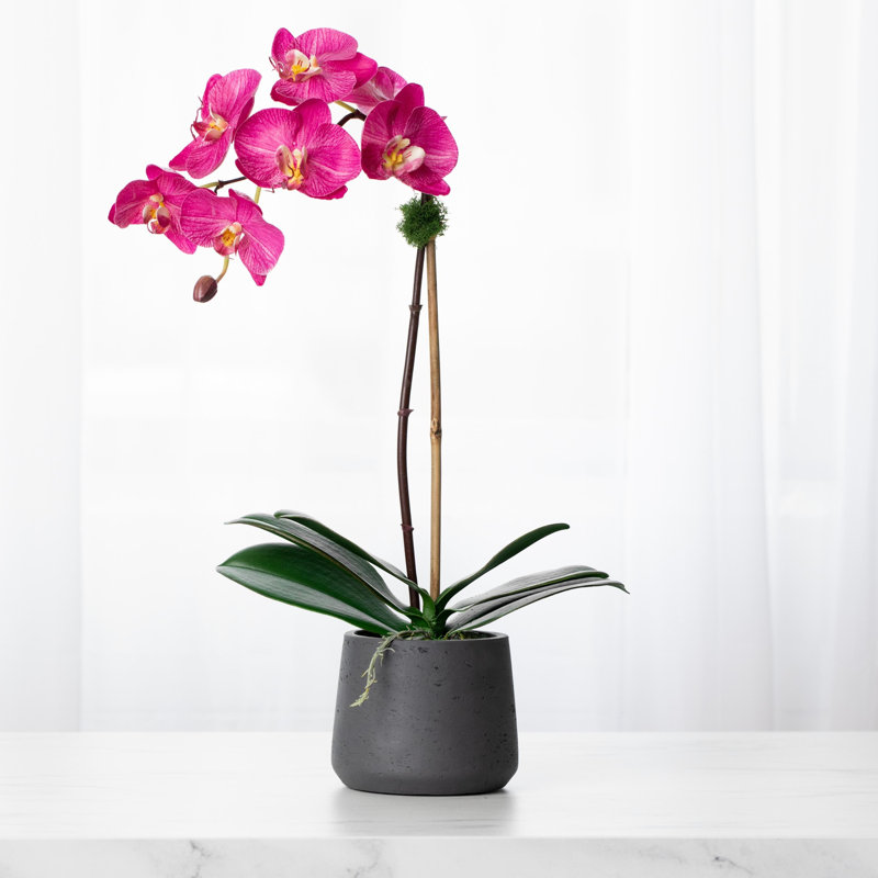 Orchid Floral Arrangements in Planter, Black