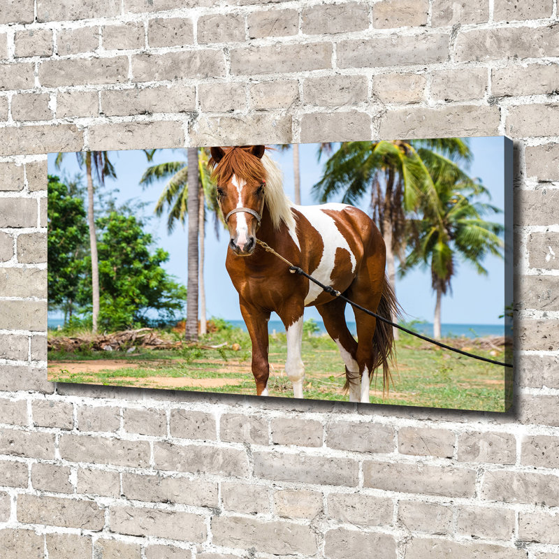 Pinto Horse - Wrapped Canvas Print
