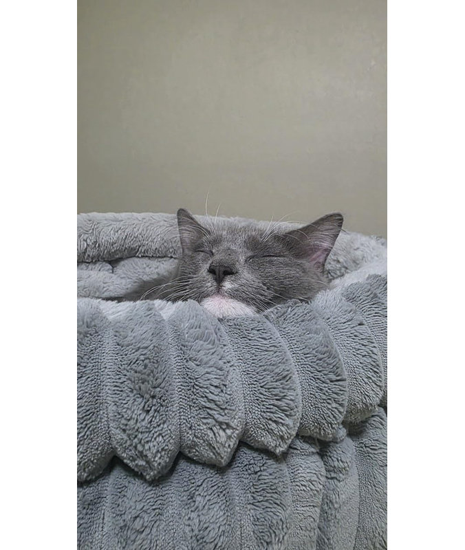 Lit pour chat, lit rond lavable pour animaux de compagnie avec un fond antidérapant pour les chats d'intérieur, lit rond apaisant pour chiot et chaton avec fond antidérapant - gris - 20 x 20 po