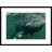 " Southern Right Whale Close Up, Underwater Near Surface, Argentina "-21917925-23175254