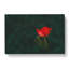 Lone Red Tulip - Wrapped Canvas-56637297