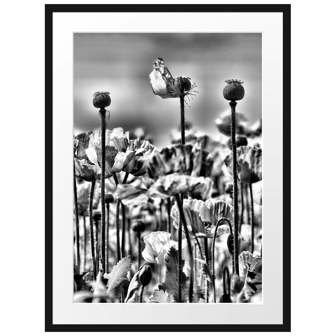 Gerahmtes Poster Blumenwiese Mohnblumen