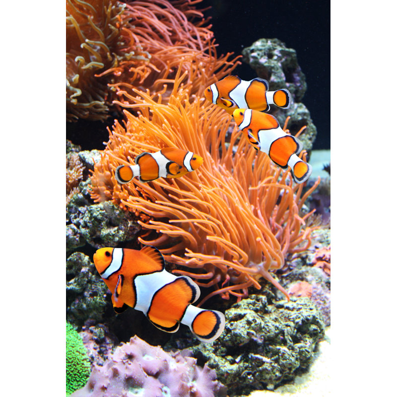 Sea Anemone And Clown Fish by Frentusha - Wrapped Canvas Print, 122cm H x 81cm W