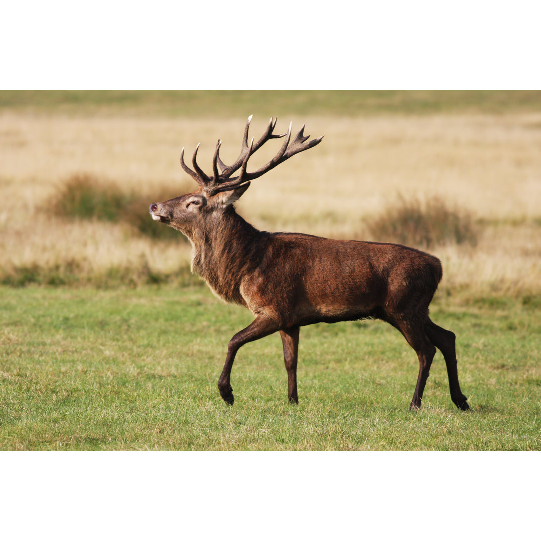 Red Deer von Whiteway - Kunstdrucke auf Leinwand - Wrapped Canvas