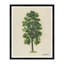 Oval Tree Print