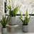 22.5" Artificial White Orchid in Vanda Pot