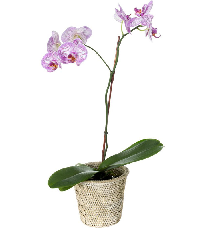 Pot à fleurs en rotin Everard, Petit, Blanc délavé