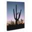 Saguaro Cactus In Tucson Arizona - Wrapped Canvas-55341241