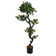 Panama 59" Yucca Bonsai Tree in Pot