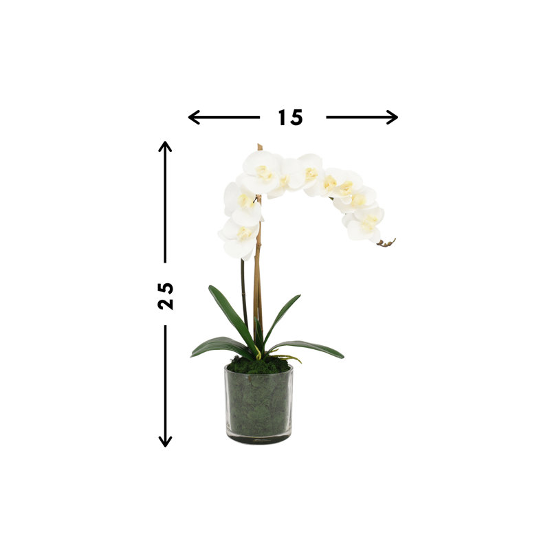 Arrangement d'orchidées phalaenopsis dans un vase