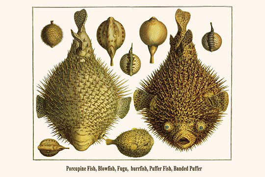 Puffer poisson-porcupine-impression d’art graphique-impression, H 24 po x l 36 po x P 1,5 po