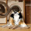 Tapis lavable Border Terrier-1601183225
