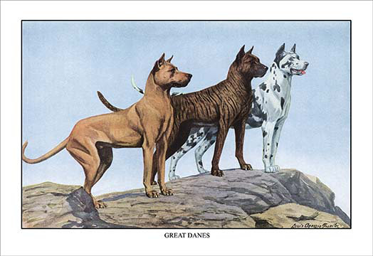 « great daness » par louis agassil fuertes, reproduction d’art