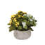 Kalanchoe Flower Bushes Red Rose Yellow in Stone Round Pot-62276259