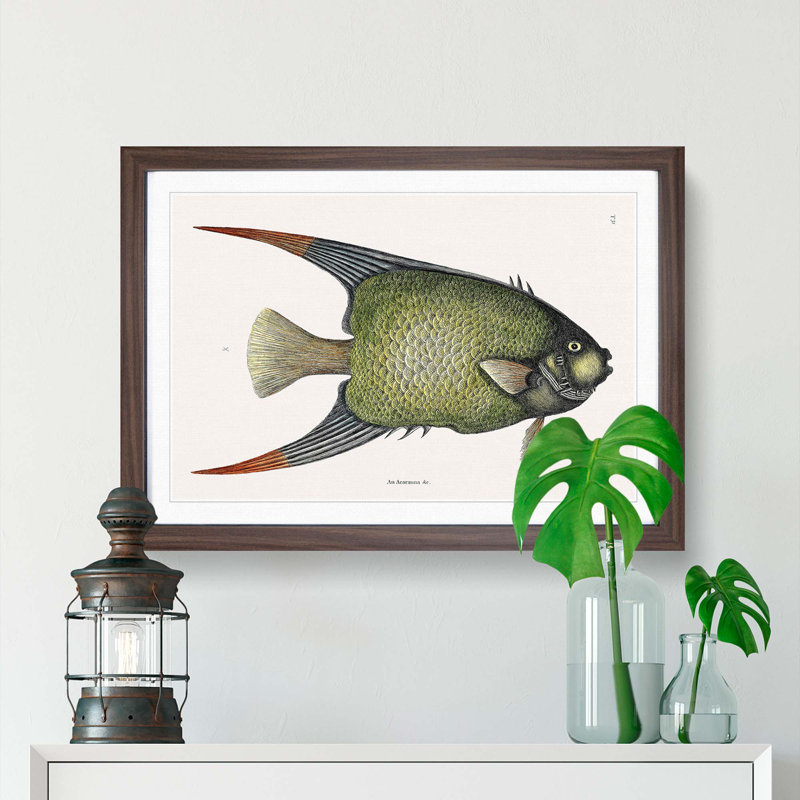 Angel Fish by Mark Catesby - Single Picture Frame Painting, Walnut Framed, 45cm H x 63cm W x 2cm D