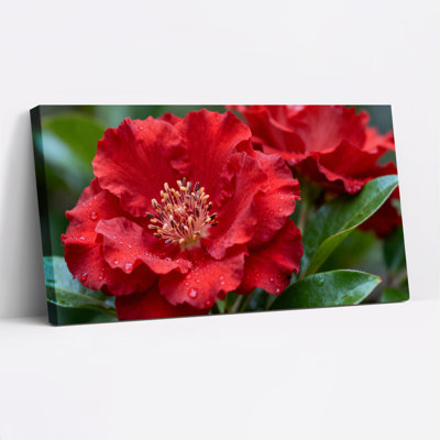 «Red Flower with Dewdrops», ensemble de 1 reproduction d'art sur toile tendue