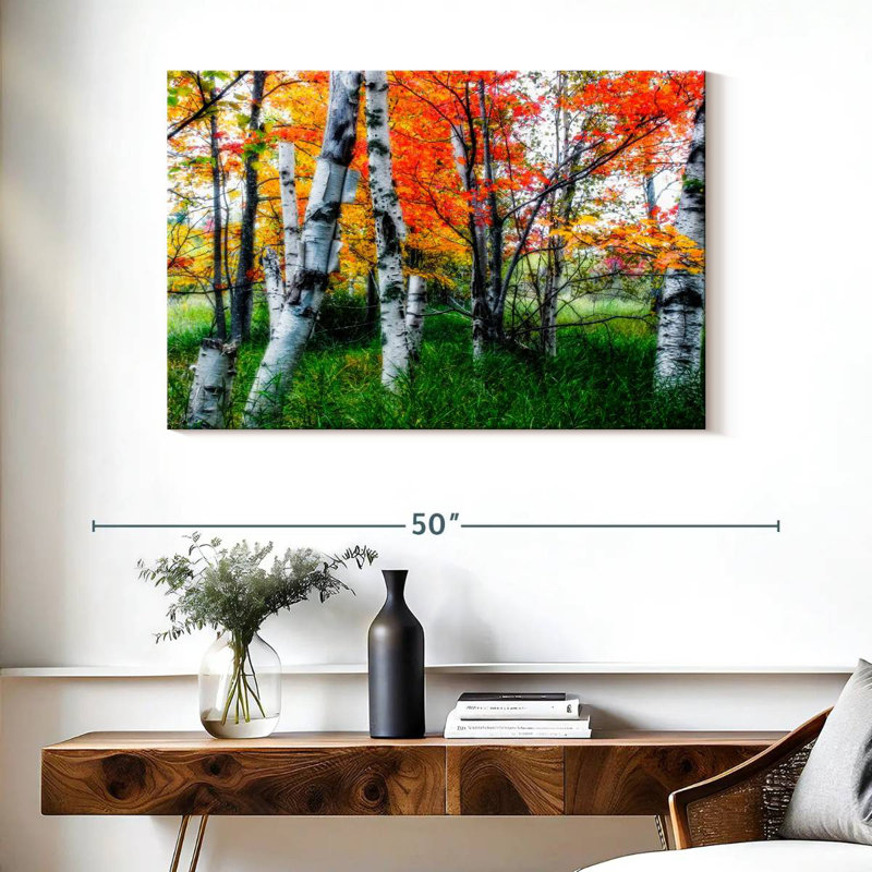 Bouleaux Alvord en lumière diffusée en automne, H 26 po x l 39 po
