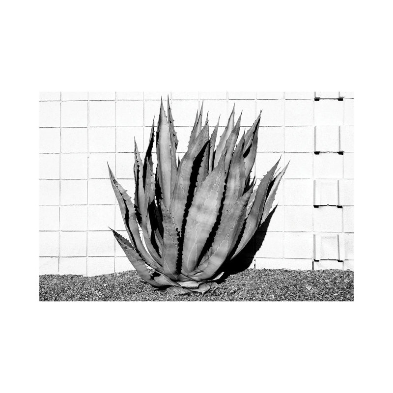 Agave by Philippe Hugonnard - Wrapped Canvas Print, 152.5 cm H x 101.5 cm W