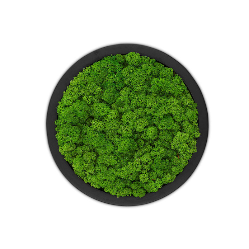 Moss Picture Reindeer Moss Round, Black, 30cm H x 30cm W x 5cm D