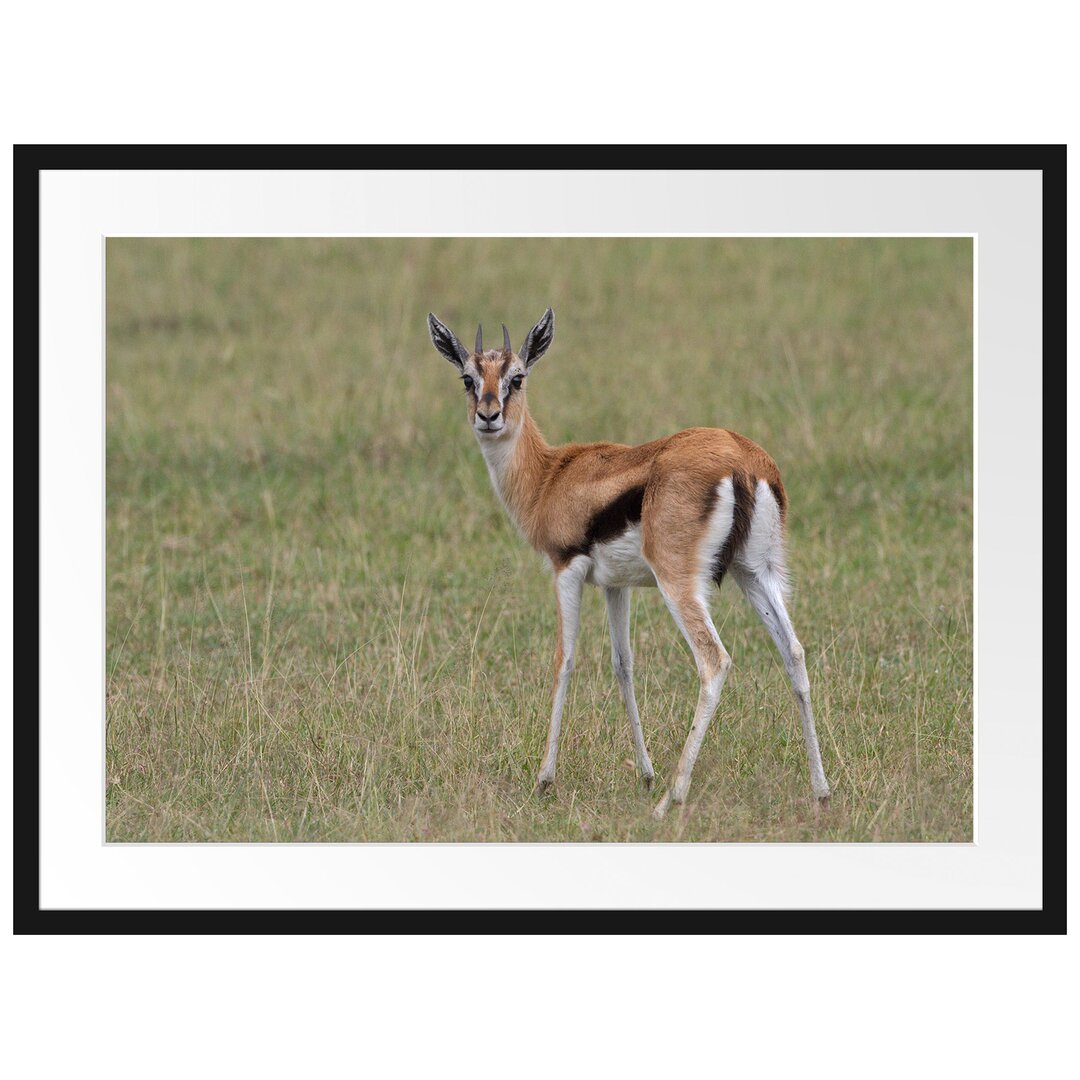 Gerahmtes Poster Prächtige Gazelle auf Wiese