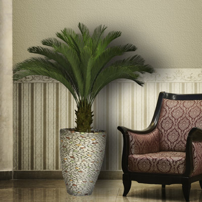 Palmier Cycas Panama