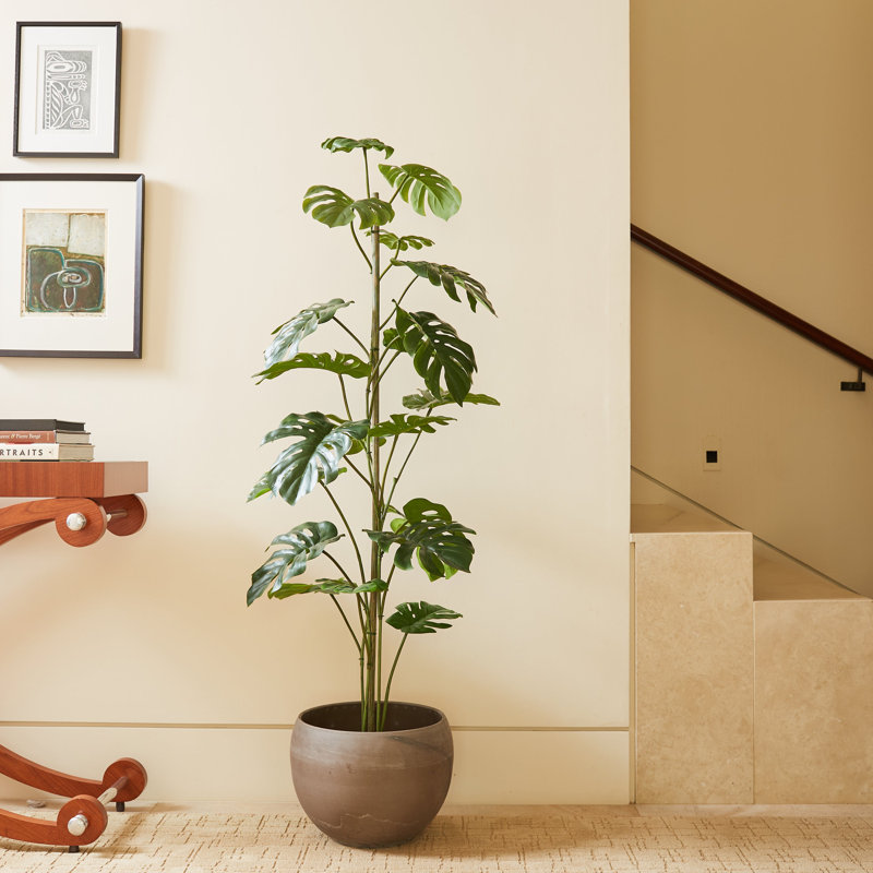 ARBRE 5 pieds MONSTERA GROWER