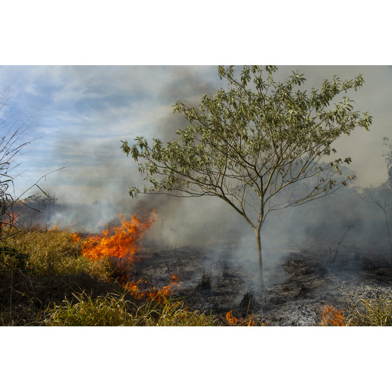 Feu de forêt au Brésil par Josemoraes, H 32 po x l 48 po