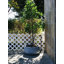 Pot à fleurs en béton Dovenby-968420656-968420671