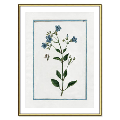 Colombe "Shabby Elegance Botanical II" Print