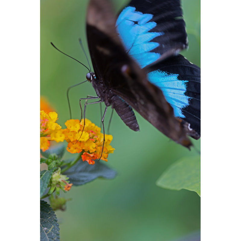 Kilbride Butterfly by Bombyx - Wrapped Canvas Print, 76cm H x 51cm W x 3.8cm D