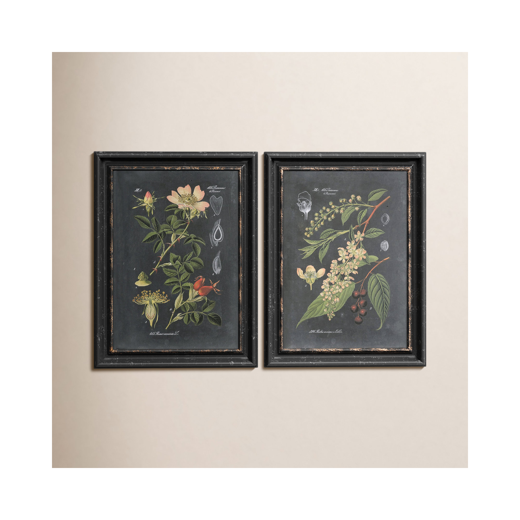 Bergenfield "Midnight Botanicals" by Vision Studio 2-Piece Framed Graphic Art Print Set
