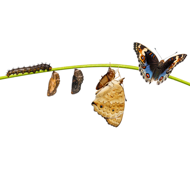 Blue Pansy Butterfly - Wrapped Canvas Print, 81cm H x 122cm W x 3.8cm D