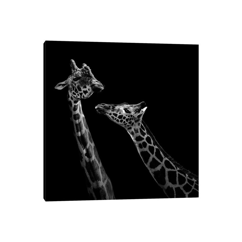 Two Giraffes In Black And White by Lukas Holas - Wrapped Canvas Print, 93.98cm H x 93.98cm W x 1.905cm D