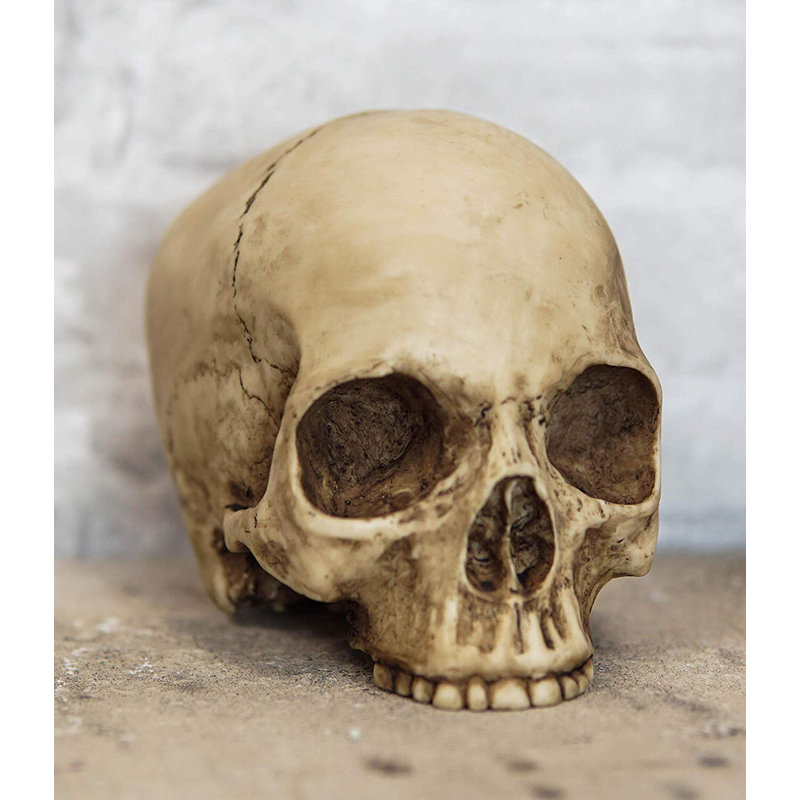 Homo Sapiens demi-crâne