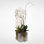Real Touch Phalaenopsis Orchid Floral Arrangement in Pot