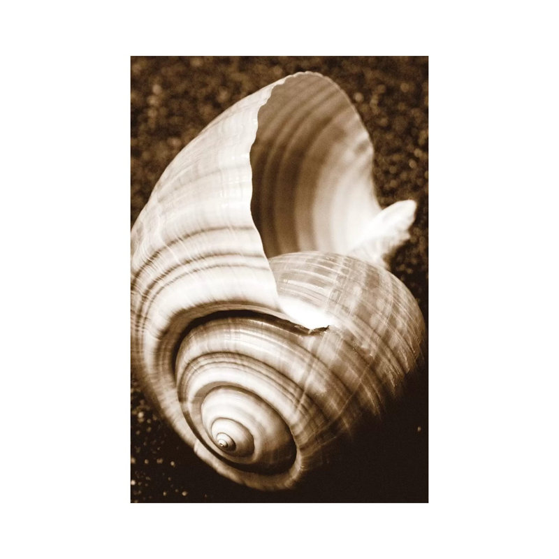 Sea Gallery IV by Boyce Watt - Wrapped Canvas Print, 20.32 cm H x 30.48 cm W