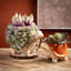 Ensemble de 2 plantes grasses artificielles Hatherleigh