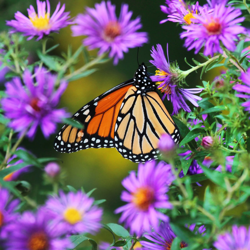 Monarch Butterfly - Wrapped Canvas Print, 30cm H x 30cm W x 3.8cm D