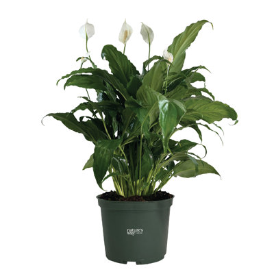 Nature's Way Farms Spathiphyllum Sweet Chico Live Plant 8-15 inches Tall in Growers Pot