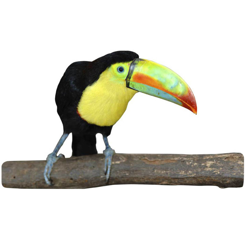 Adhésif décoratif Toucan II, H 20 po x l 36 po