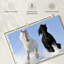 Chevaux frison d'hiver-107471579