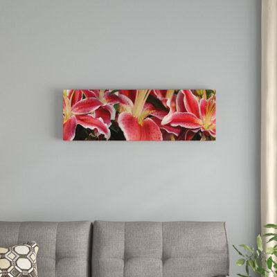 " Close-Up Of Stargazer Lily Flowers " by Panoramic Images