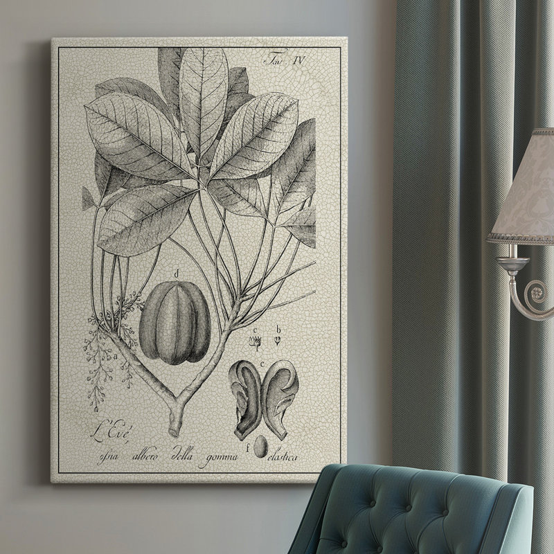 Impression sur toile antique antique botanique VI, H 18 po x l 12 po x P 1 po
