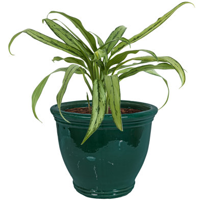 Berlina Round Imperial Ceramic Outdoor Planter